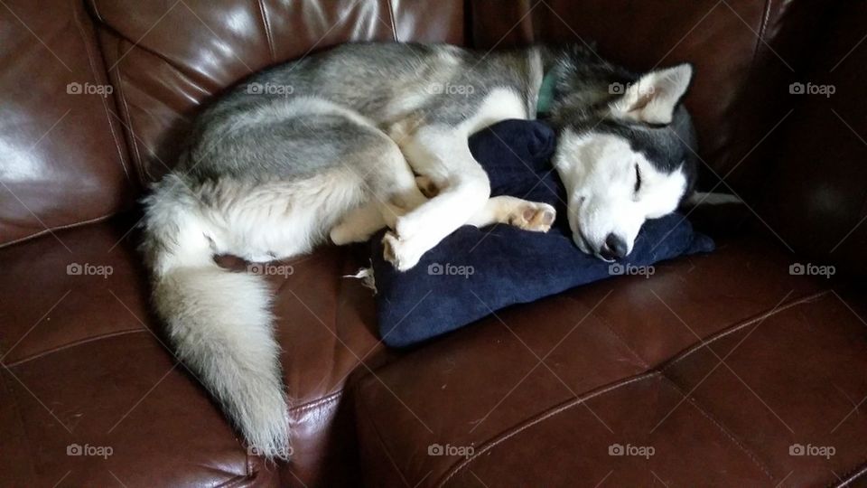 Sleepy Husky