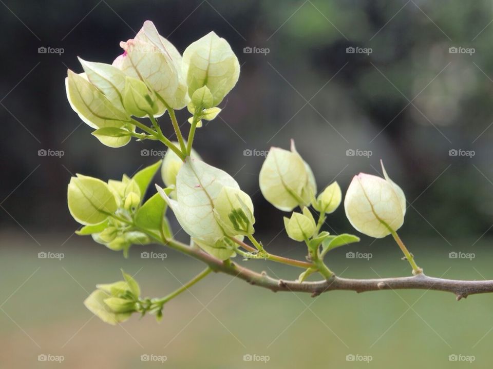 Paper Flower