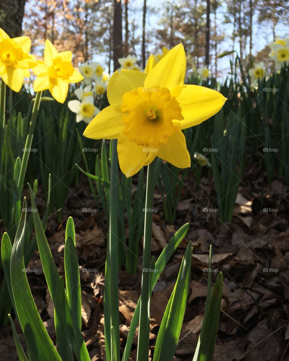 Daffodils announce that spring is here