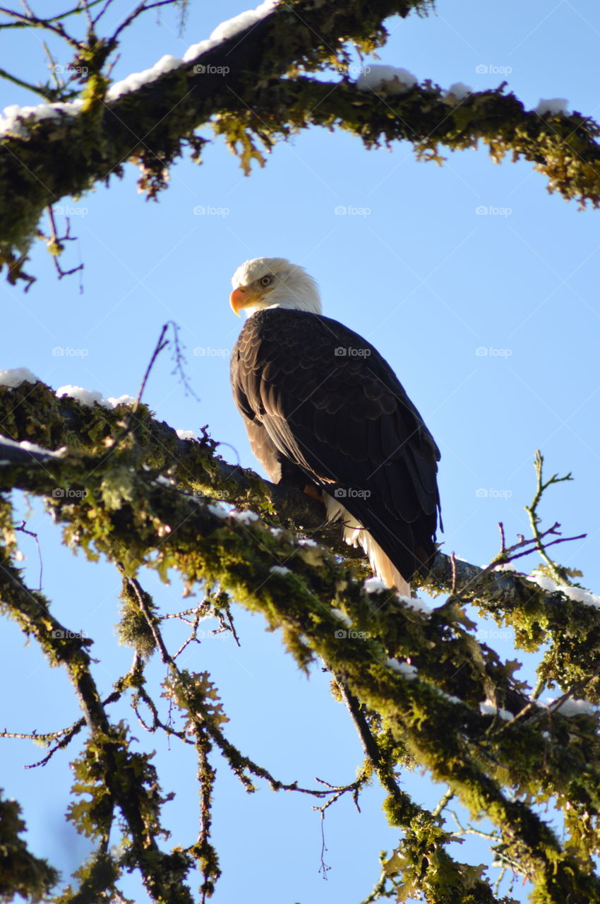 Eagle perching on branch