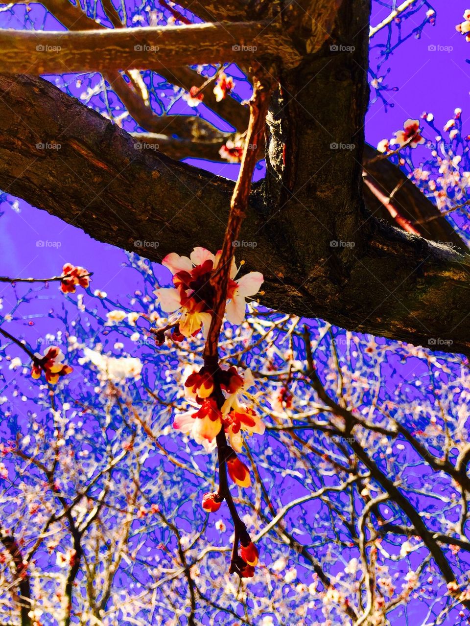 Blossoming Apricot Tree