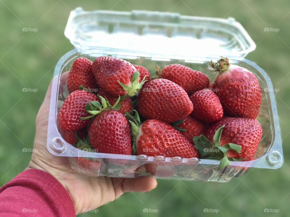 Close-up of hand holding Strawberry container