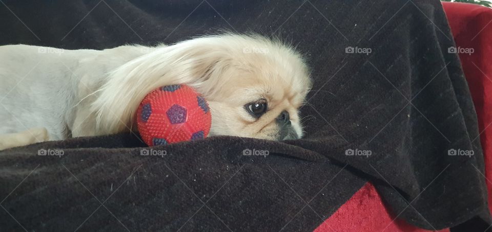 descansando após jogo pink ball Rubber