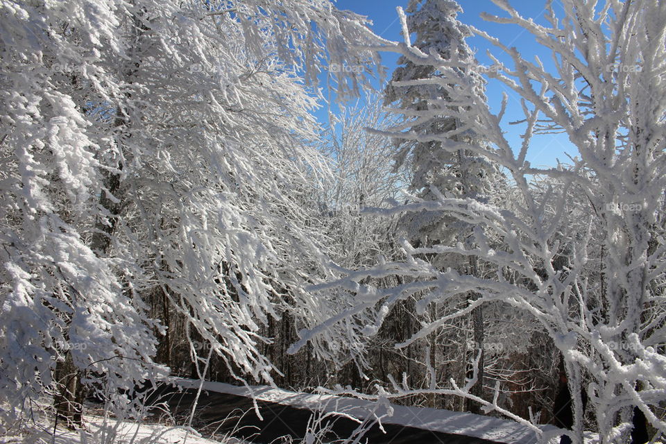 Winter wonderland trail