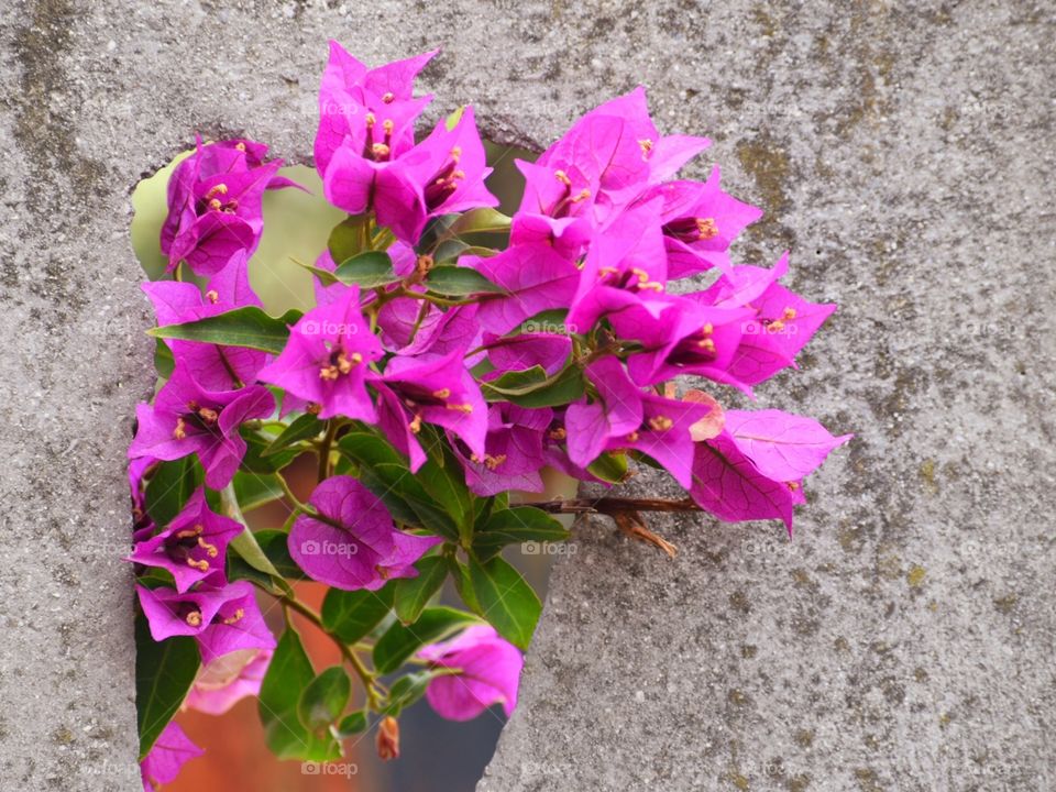 pink flowers