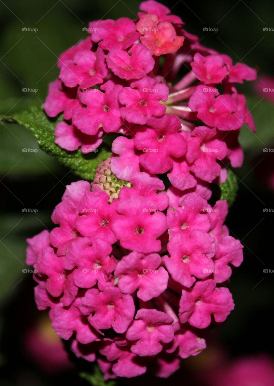 pink flowers