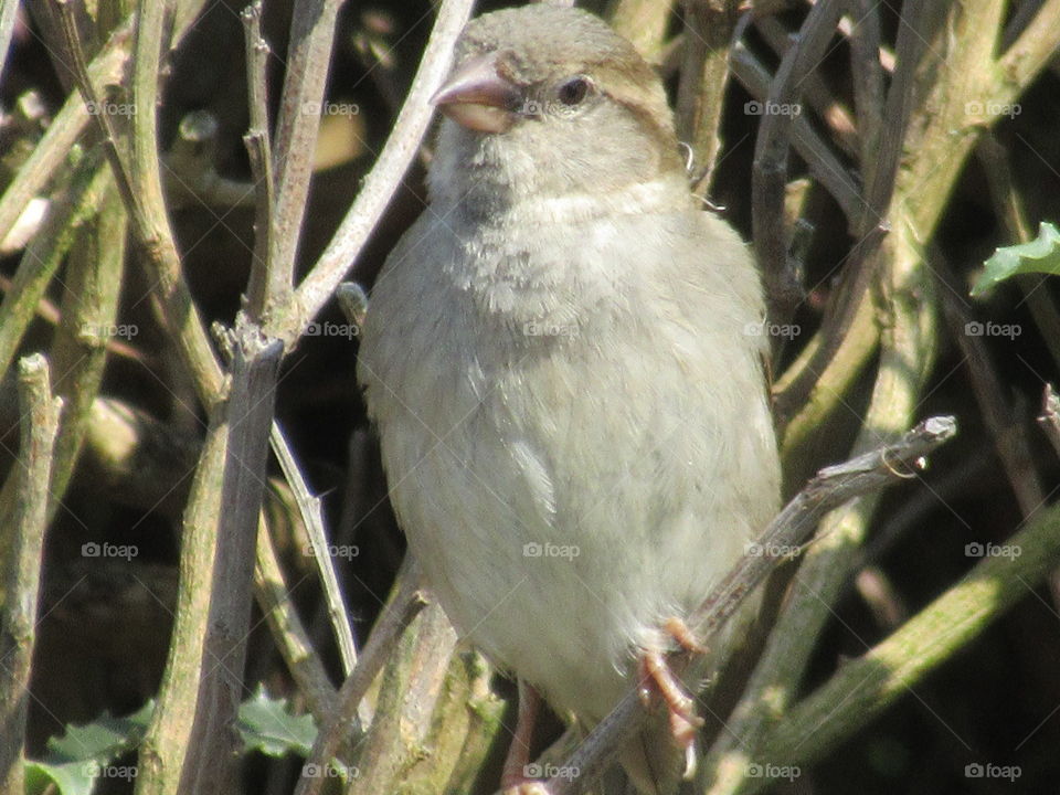 House sparrow sat on branch