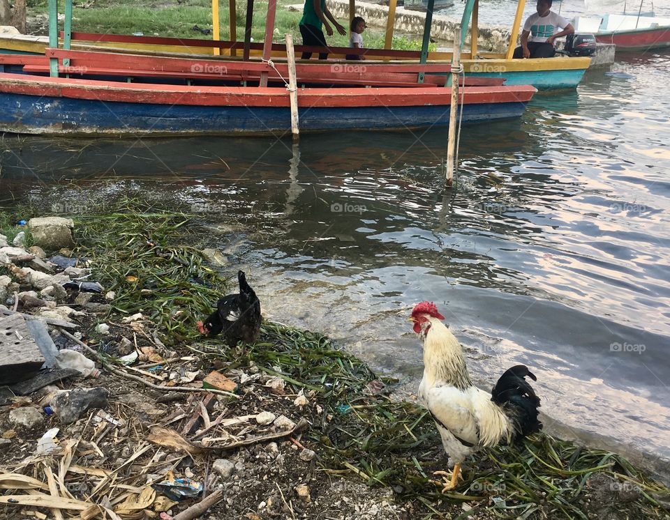 Wild chickens roam by the water taxi