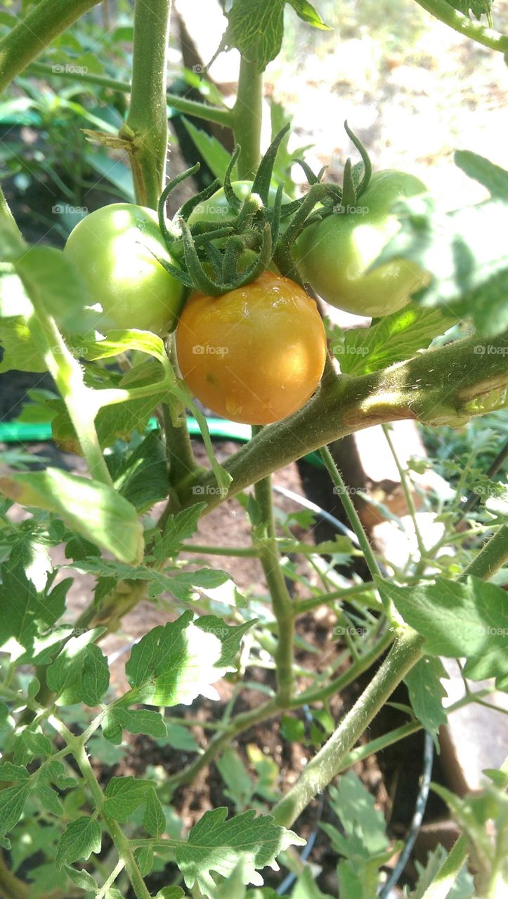 Rippening tomato plant