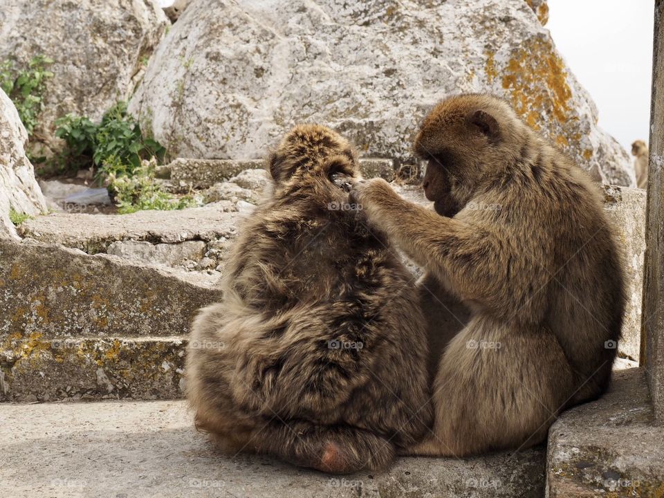Macaques 