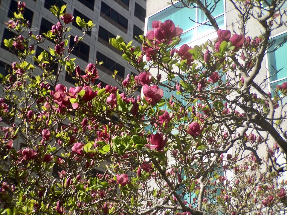 Magnolia in the City 