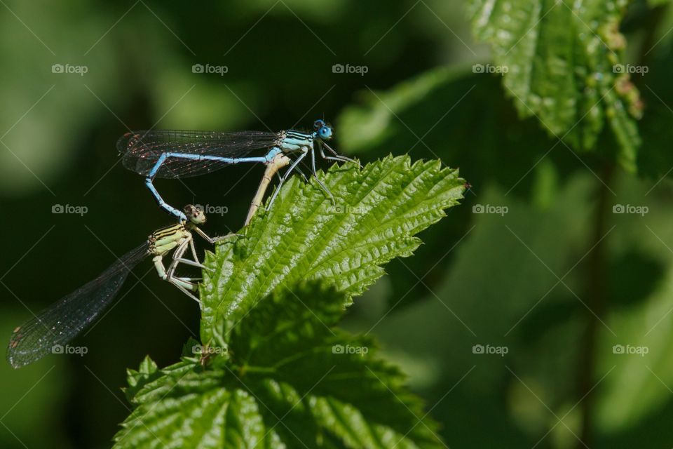 Damselflies pairs on leaf