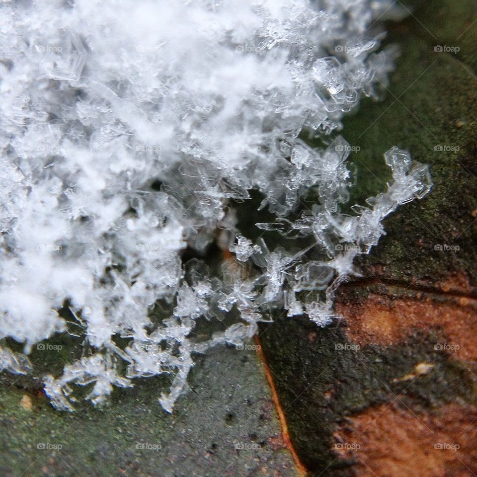 Snowflakes on a Leaf