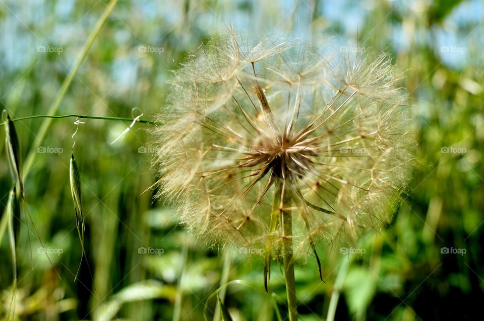 Macro shot of dandelion flower