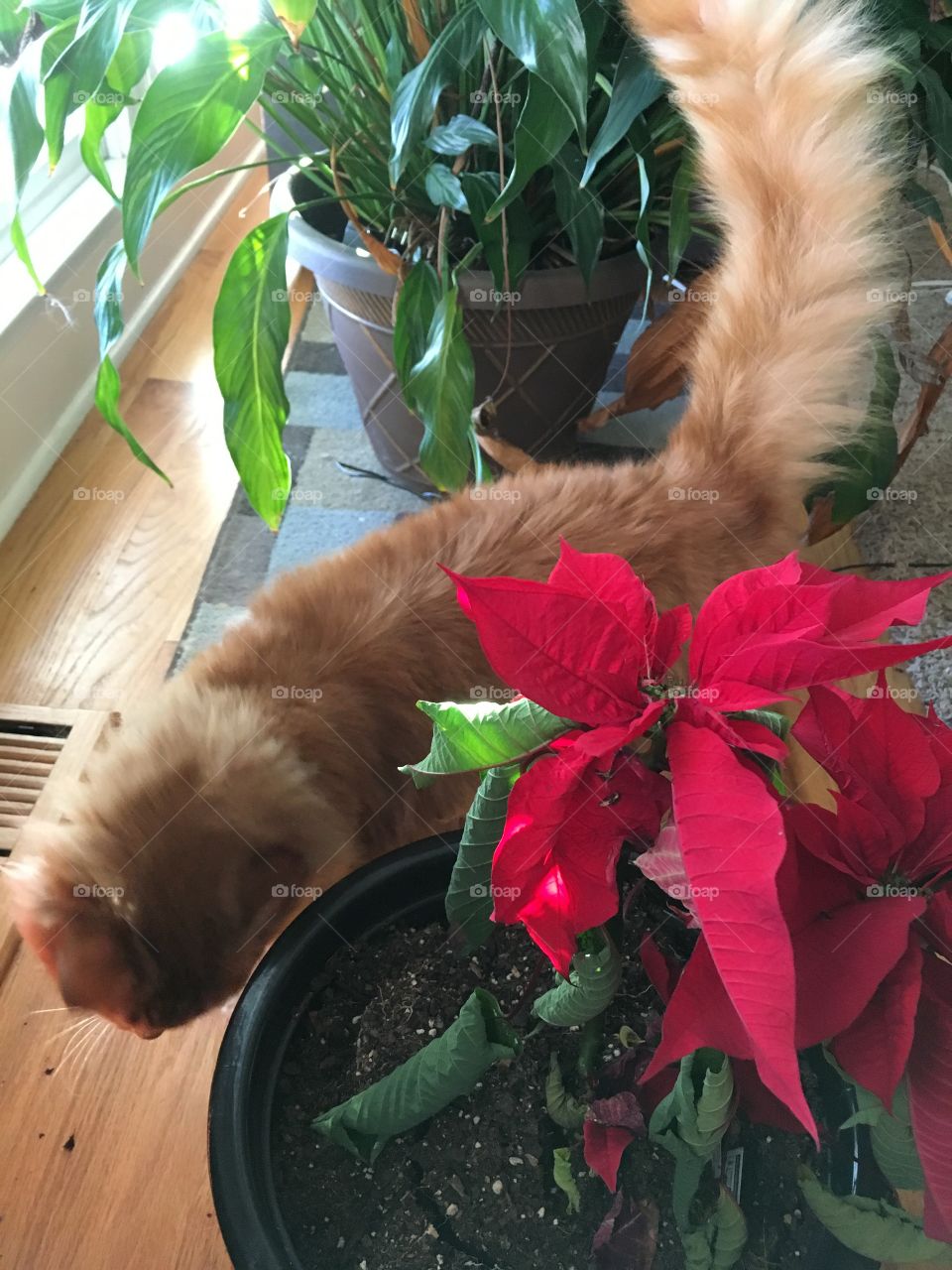 A beautiful, orange, long-haired cat (named Apollo) rubbing up against the pot for a red poinsettia with a healthy green peace plant in the background