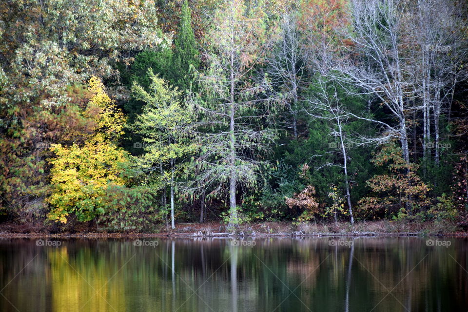 Ferne Clyffe State Park