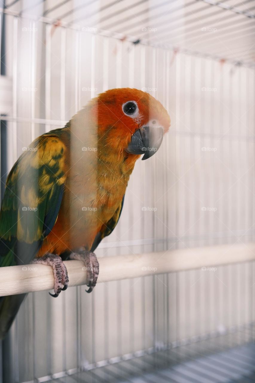 sun conure