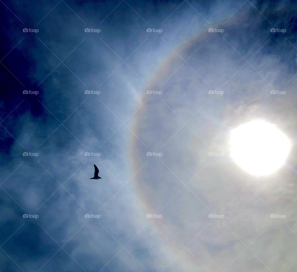 Dramatic silhouette of seagull in flight against deep blue winter sky, wispy clouds and colorful sun halo 
