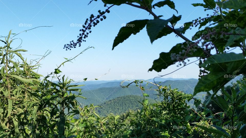 blue ridge parkway thru the trees