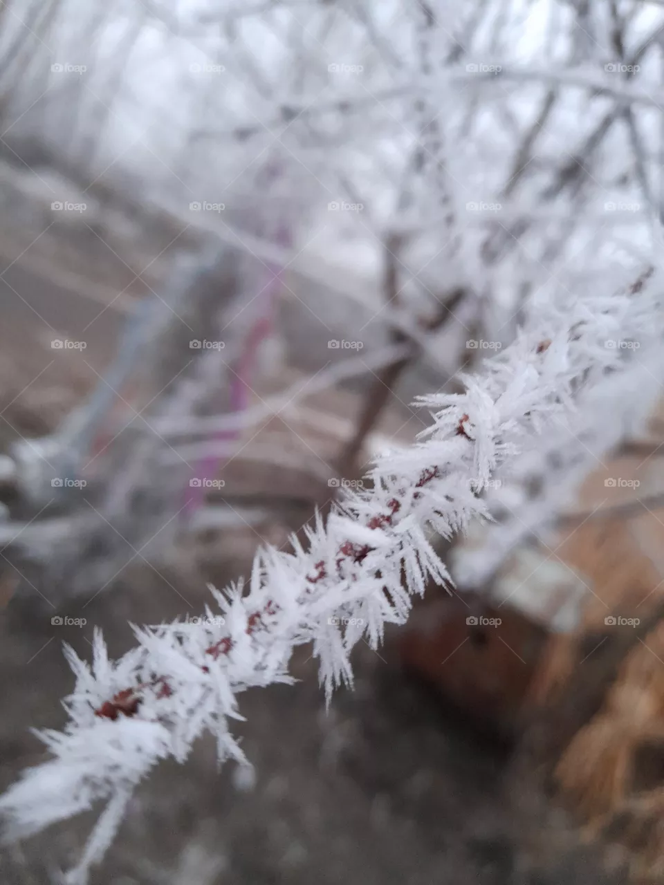 winter