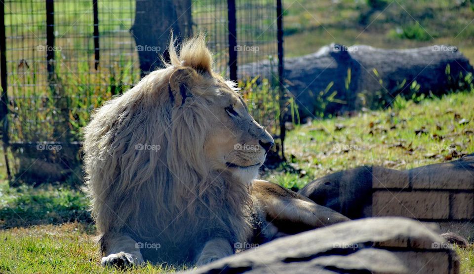 Side view of a lion