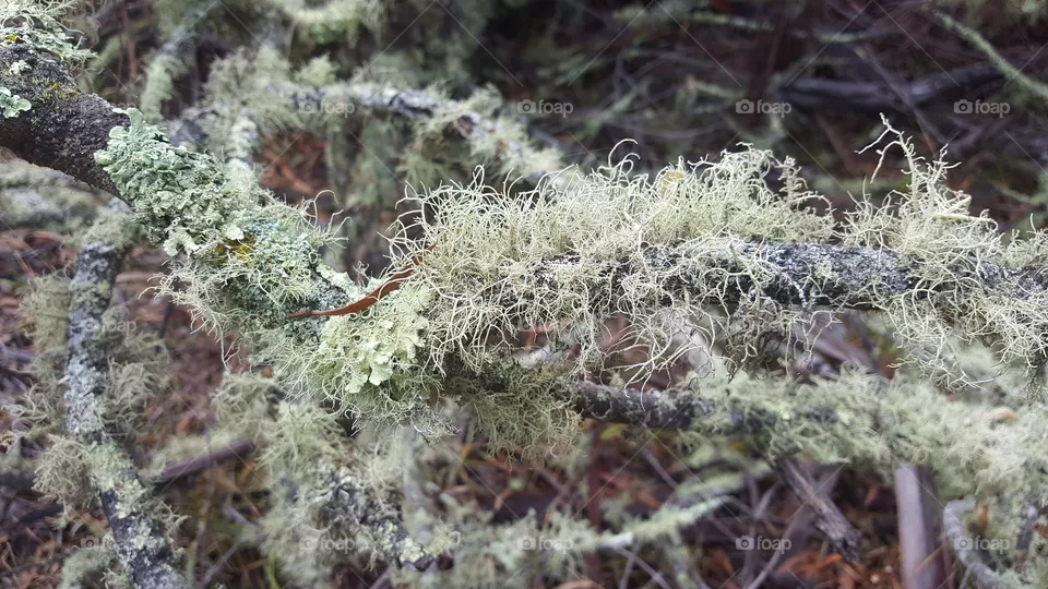 moss on a