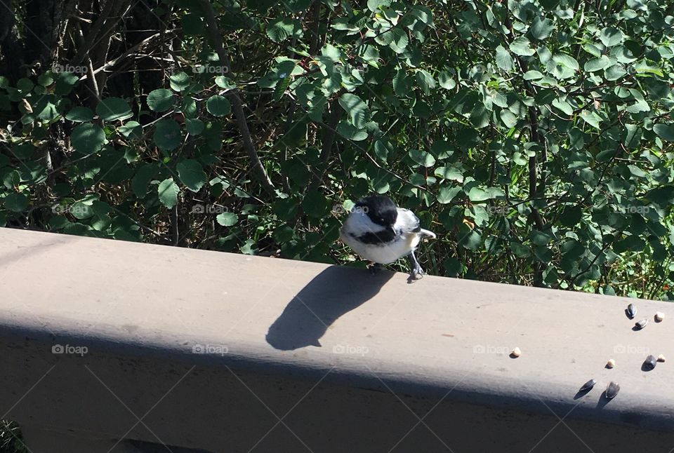 Bird, Nature, Tree, No Person, Outdoors