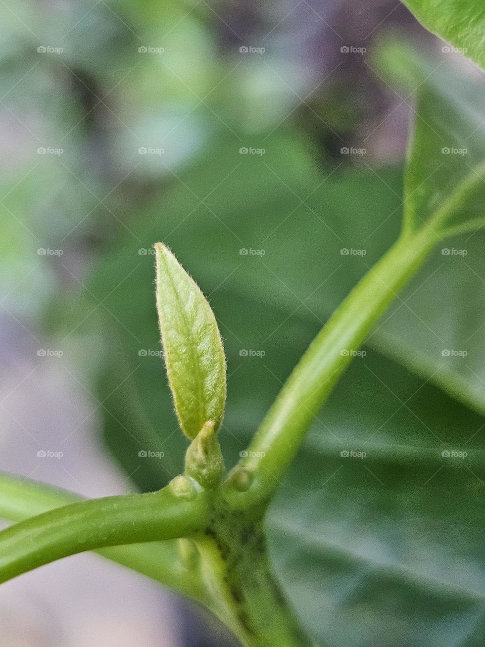 "Green Beginnings" A new, light green  sprout emerging on plant. Life begins, and there is hope, a continuation.