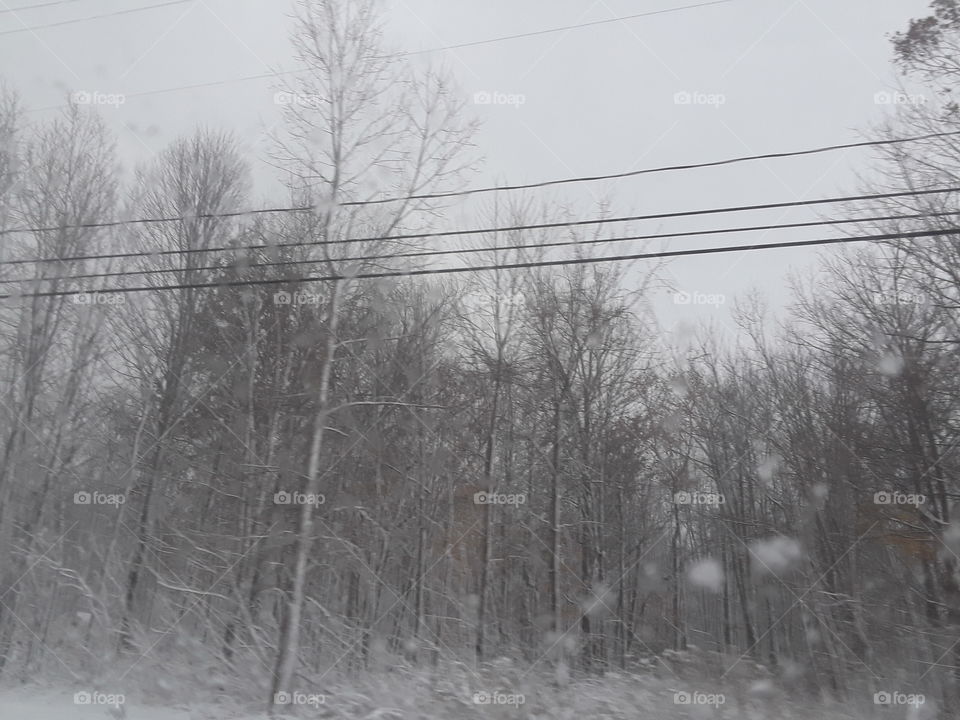 power lines n snow covered trees
