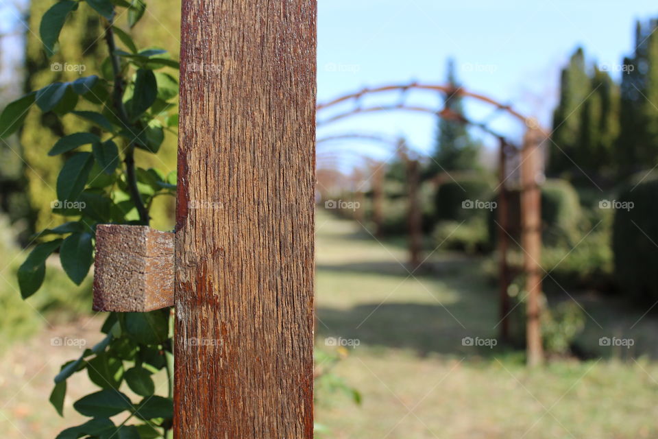 Focused on a wooden structure in public garden and perspective view of wood arches with a walkway with tall trees