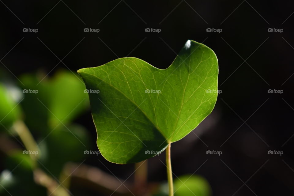 Green ivy leaf in the sun