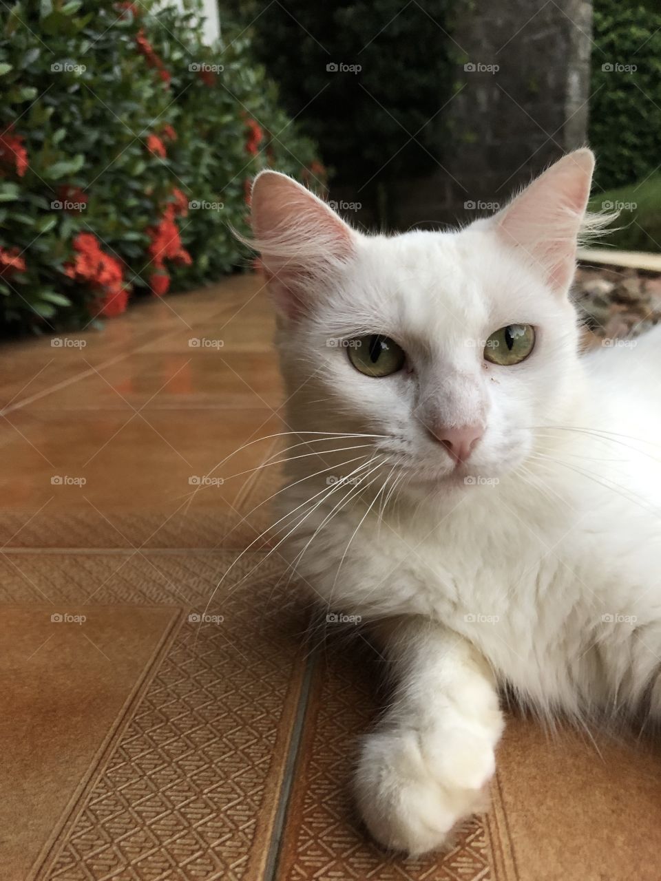 beautiful white cat doing pose for photo