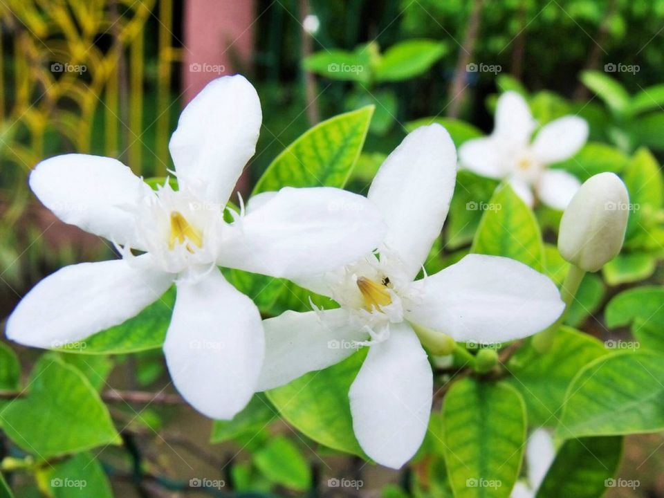 flowers