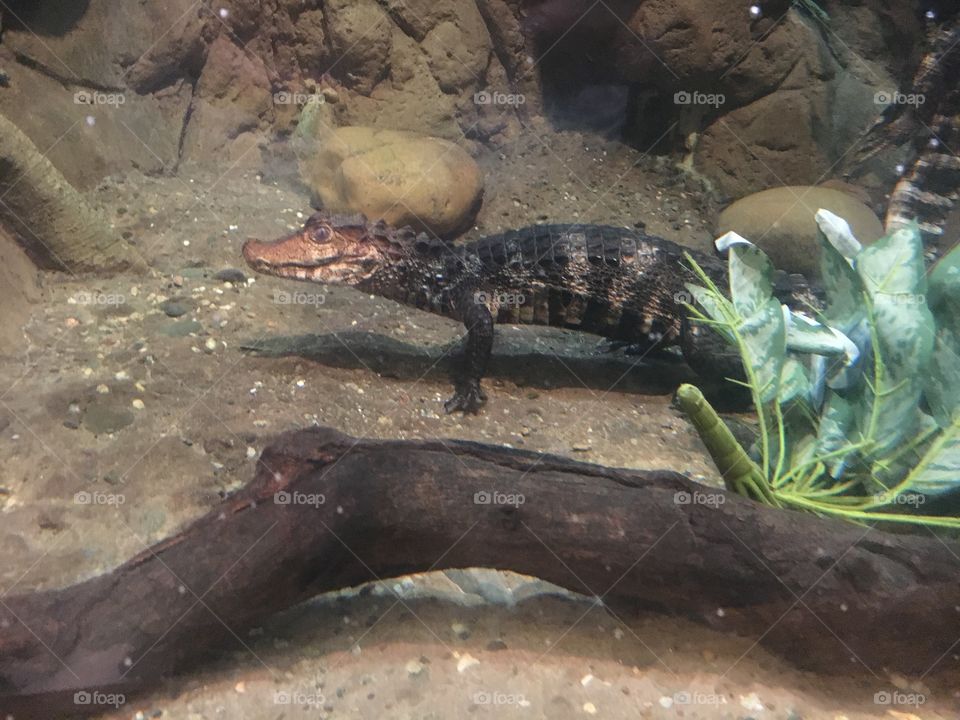 Baby Aligator