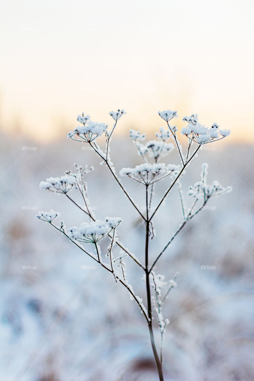 Hoarfrost herbs