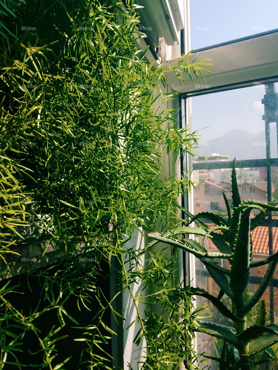 Plants in Window