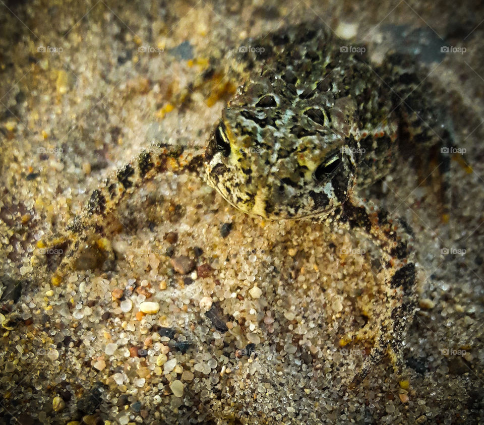 A perfectly camouflaged little frog, catches the last sun rays of the day, on a dirt road.