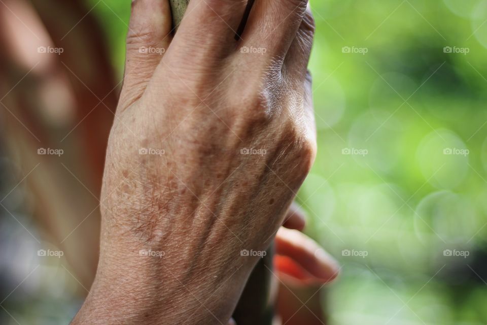 Aging hand of senior woman holding tree branch 