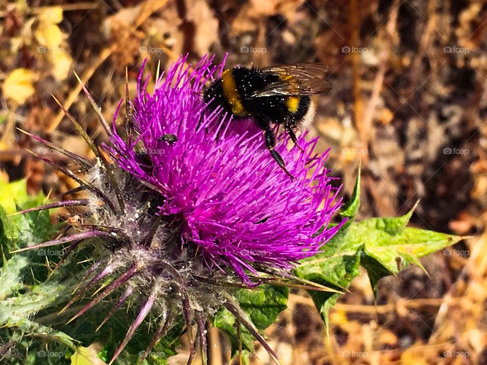 Bee on a thistle