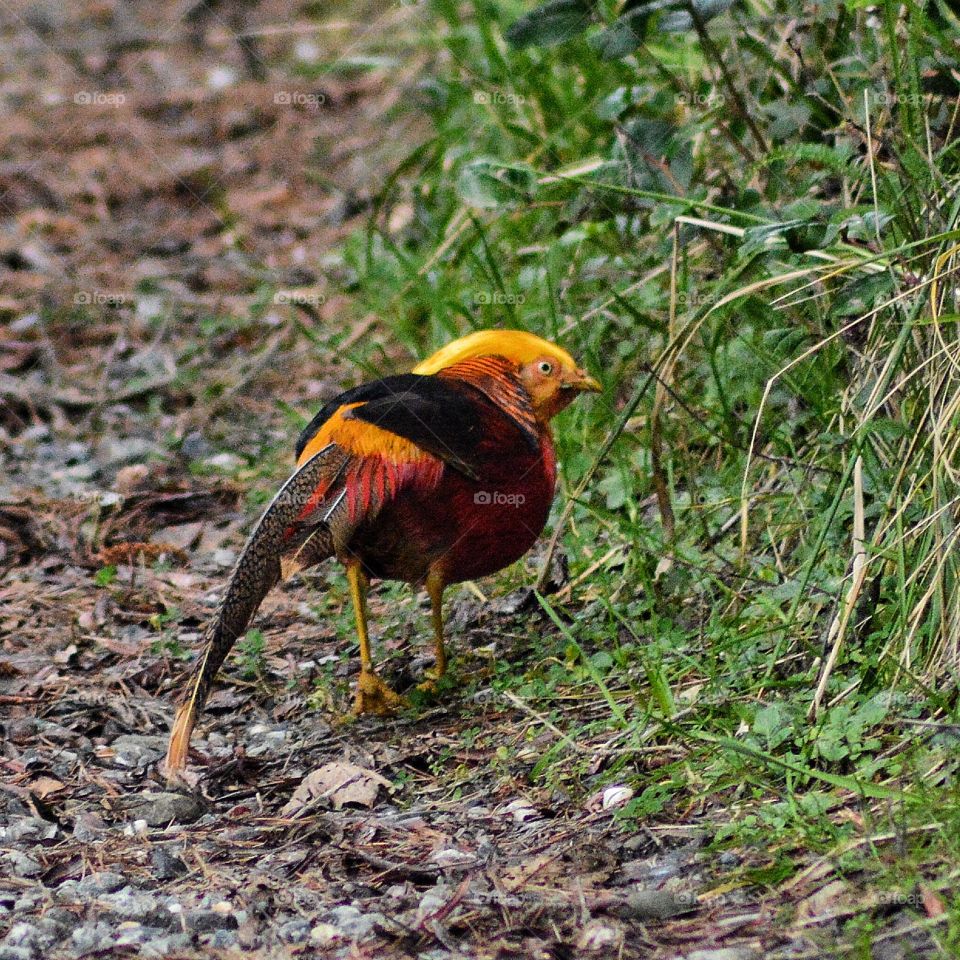 Golden pheasant spotted in the wild in CA