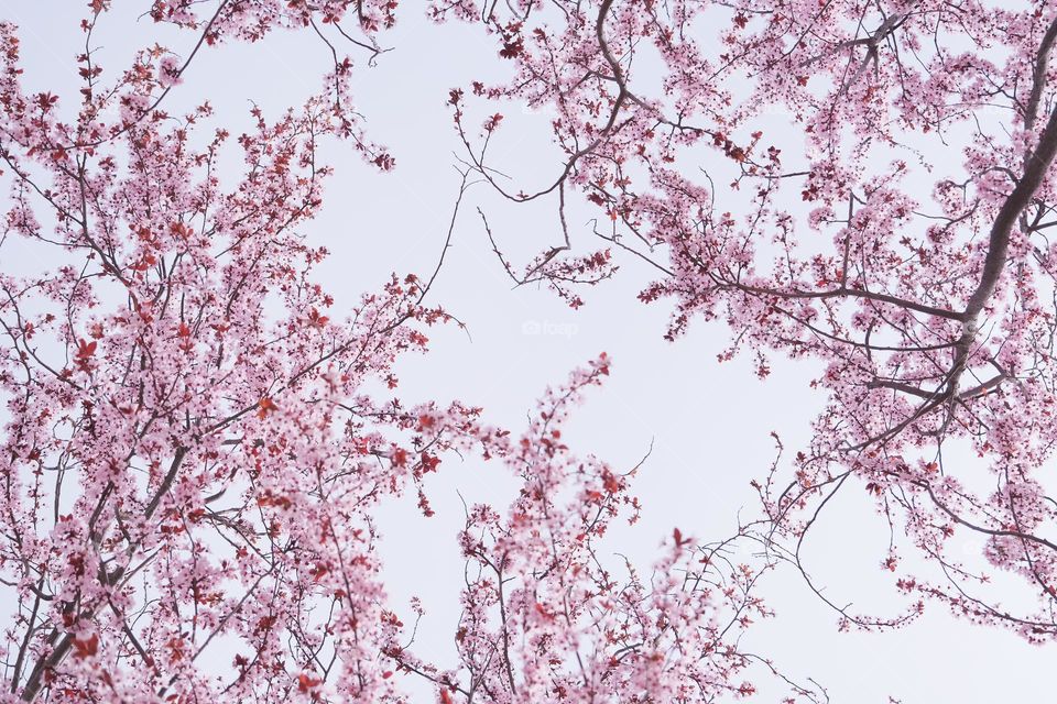 cherry blossoms