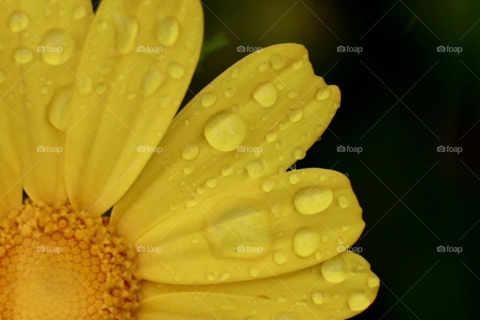 Chrysanthemum yellow petals with rain drops