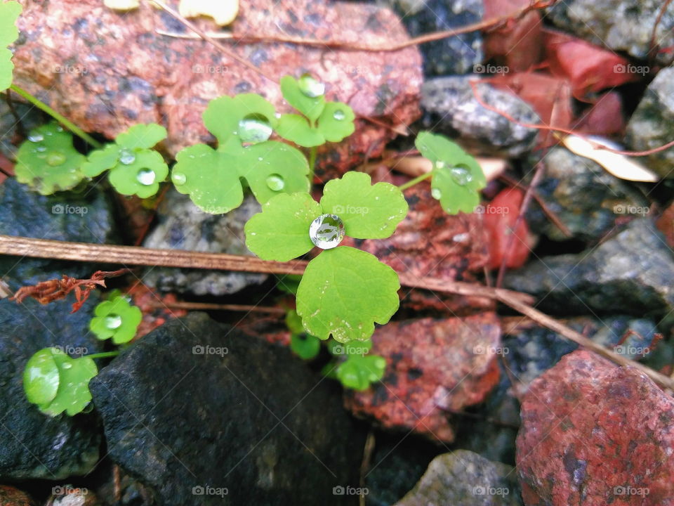 Drops of dew on the green leaves