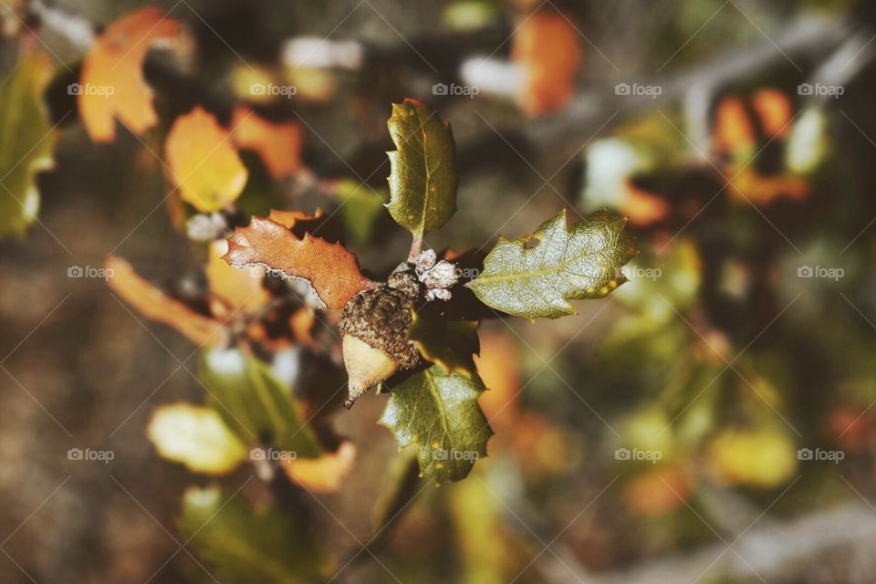 Winter Acorn 