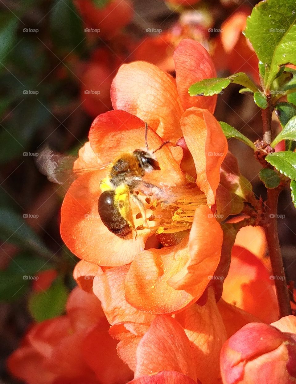biene bee blumeorange rot honig pollen