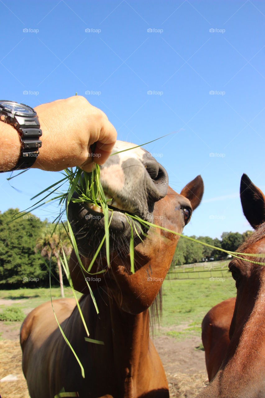 Hand of person feeding grass to horse