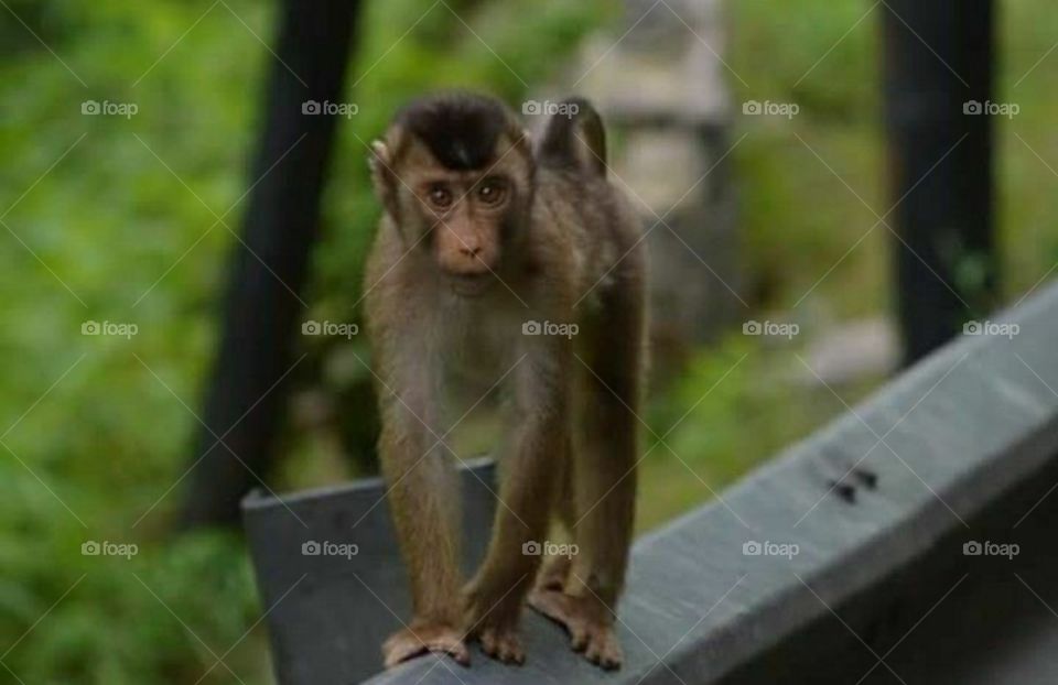 mongkey