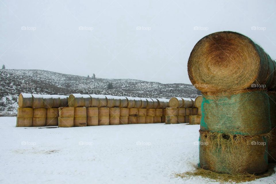 piles of hay1