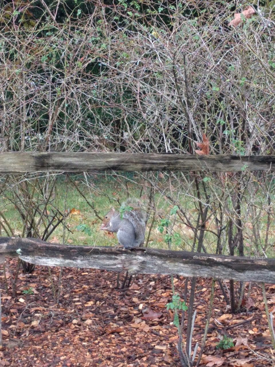 Squirrel eating an acorn on a fence