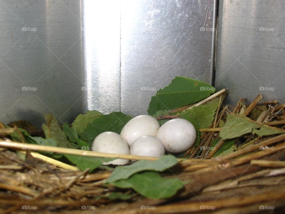 Purple Martin nest. 